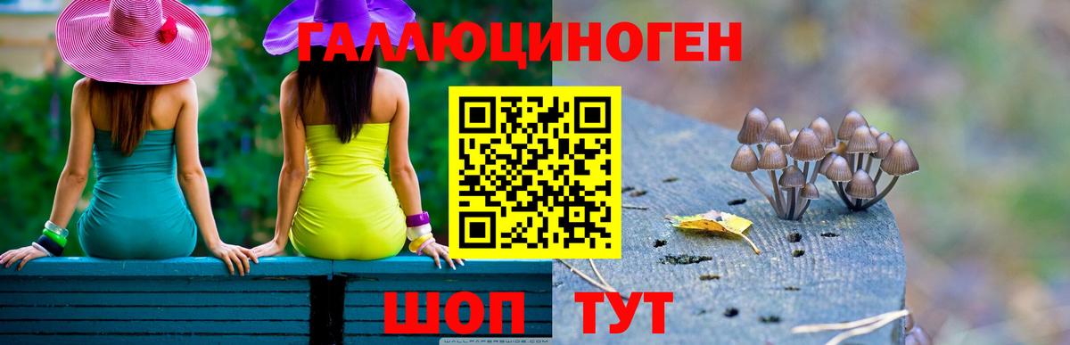 Псилоцибиновые грибы Psilocybine cubensis Артём